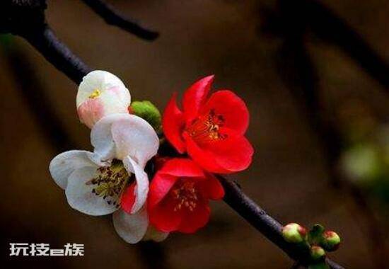 海棠树什么时候开花(盆栽海棠花花期时间有多久)-图片6
